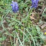 Muscari botryoidesFiore