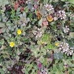 Potentilla crantzii Habit