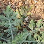 Parthenium hysterophorus Feuille