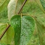 Populus balsamifera 葉