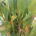 Canna glauca Blad