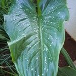Zantedeschia albomaculata Leaf