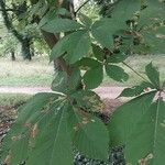 Aesculus turbinata Leaf