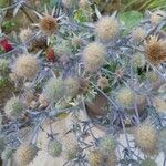 Eryngium planumFlower