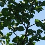 Crataegus crus-galli Ліст