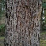 Pinus wallichiana 树皮