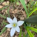 Ornithogalum gussonei Цвят