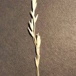 Danthonia decumbens പുഷ്പം