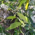 Buddleja officinalis Folha