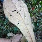 Miconia plukenetii Leaf
