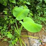 Limnocharis flava Leaf