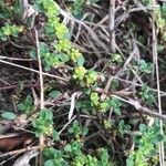 Herniaria ciliolata Likasa