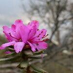 Rhododendron setosum Habit