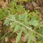 Chamaecytisus ruthenicus Leaf