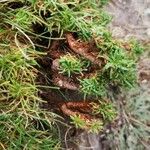 Armeria maritima Blatt