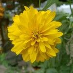 Rudbeckia laciniata Flor