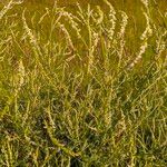 Verbena urticifolia Blad