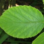 Viburnum tiliifolium