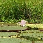 Victoria amazonica