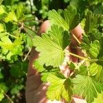 Ribes uva-crispaBlad