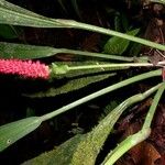 Anthurium bakeri Levél