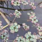 Ludwigia peploides Libunga