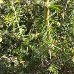 Acacia verticillata Frunză