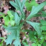 Quercus nigra Blad