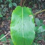 Renealmia alpinia Foglia