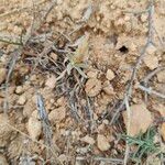 Chardinia orientalis Hoja