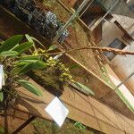 Bulbophyllum schinzianum Habit