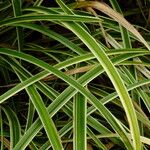 Carex morrowii पत्ता