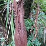 Acanthophoenix rubra Bark