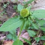 Carpesium cernuum Flower