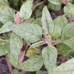 Amaranthus deflexus Feuille