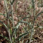 Andryala integrifolia Blatt