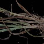 Carex uncinioides 整株植物