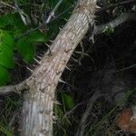 Caesalpinia bonduc Bark