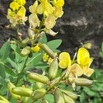 Crotalaria micans 花