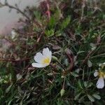 Ludwigia adscendens Flower