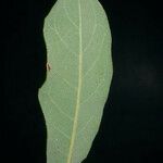 Quercus engelmannii Leaf