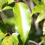 Syzygium cymosum Ліст