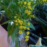 Solidago rugosa Hoja