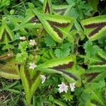 Persicaria chinensis برگ