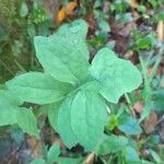 Lactuca muralis Leaf