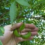 Tabernaemontana catharinensis Frukt