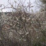 Prunus spinosa 树皮