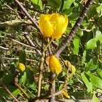 Cochlospermum vitifolium Flower