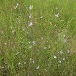 Lactuca inermis Habitus