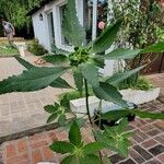 Euphorbia davidii Leaf